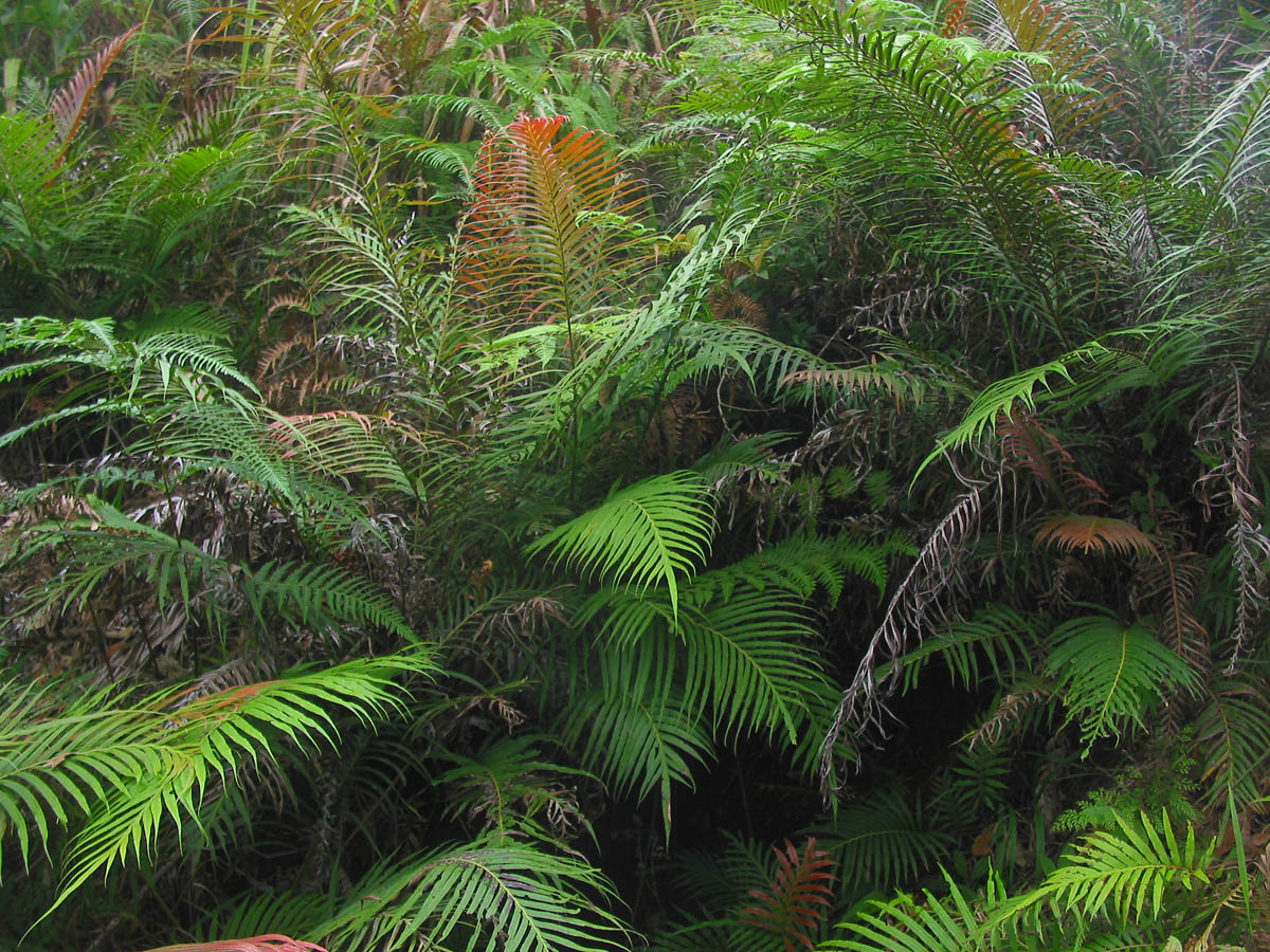 Blechnum orientale